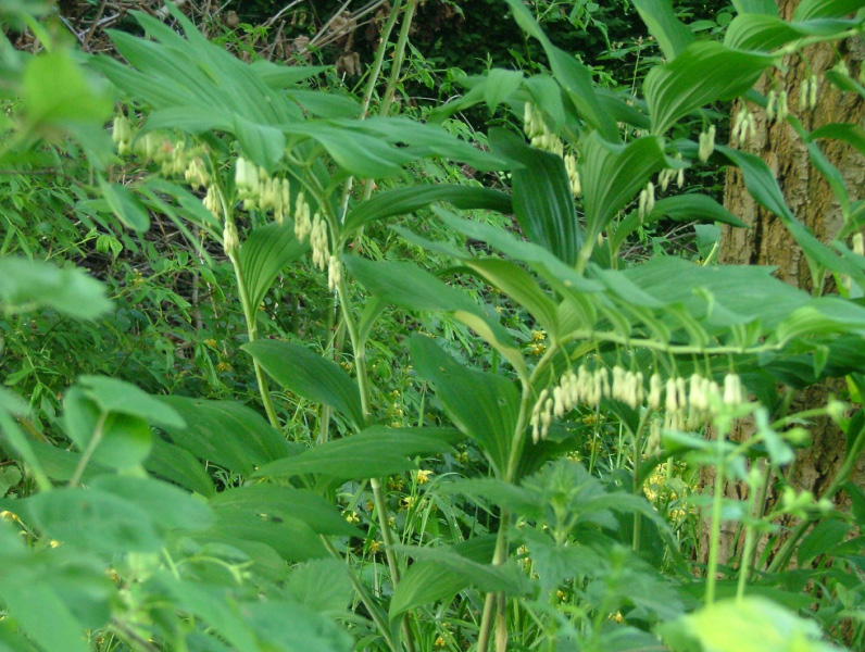 Polygonatum multiflorum Gewone salomonszegel bestellen